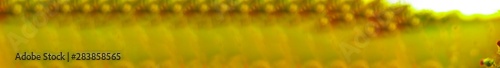  panorama of yellow flowers on a blurred background of a wheat field