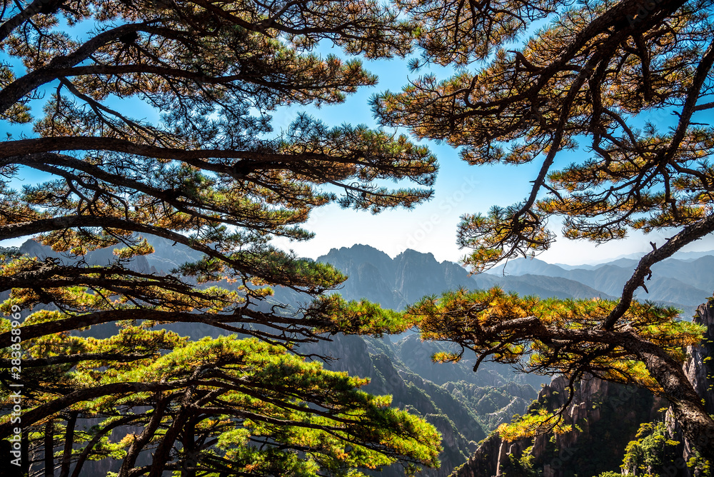 Fototapeta premium UNESCO World Heritage Site Natural beautiful landscape of Huangshan mountain scenery ( Yellow mountain ) in Anhui CHINA, It is a best of China major tourist destination.