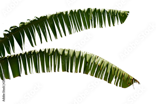 Branches of banana leaves isolated on white background