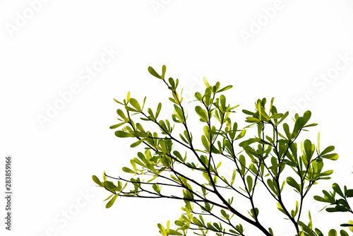 Green tree with leaves isolated on white background