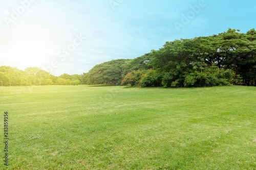 The grass field and the trees in the park are bright green.
