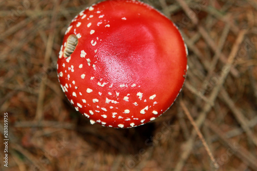 beautiful, red inedible mushroom, fly agaric, in the forest among the dry needles, top view