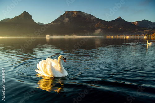 Fototapeta Naklejka Na Ścianę i Meble -  swan on lake
