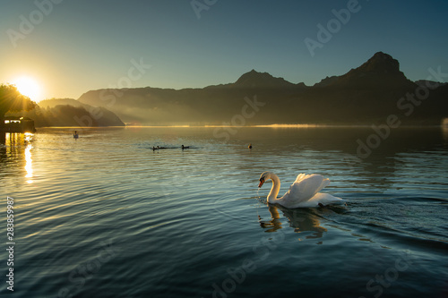 In the morning, the beautiful sun shines on the swan and the poultry. Is a beautiful picture.