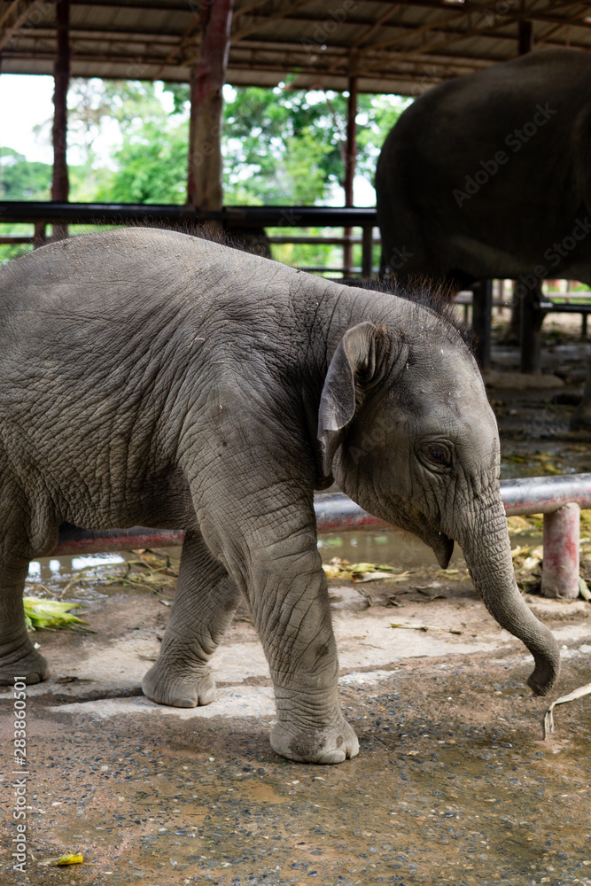 Fototapeta premium Baby elephant walking comfortable . thailand