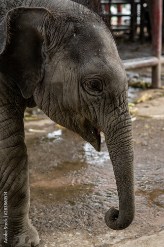 Baby elephant walking comfortable . thailand