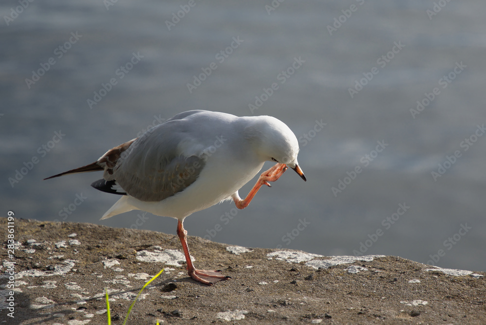 Fototapeta premium Seagull on the beach scratching beak
