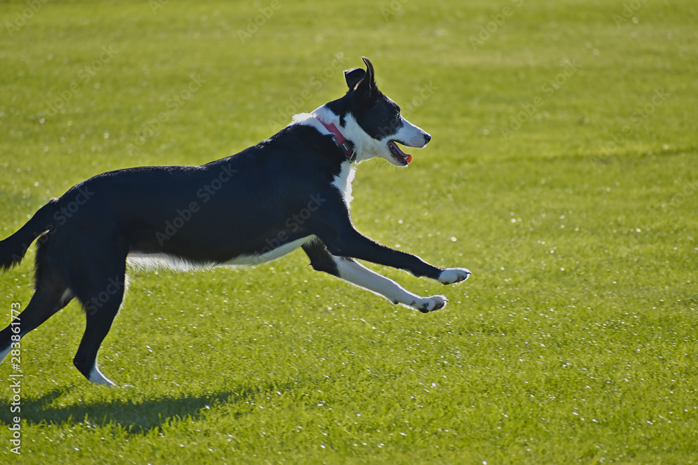 Black and white dog running on green field Black and white dog running on green field