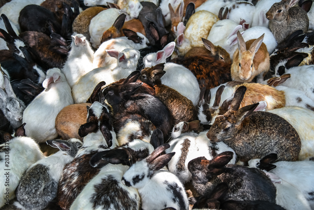 The Top view background of group Rabbits are eating the food The Top view background of group Rabbits are eating the food