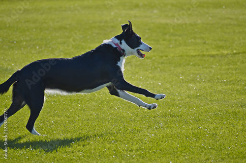 Black and white dog running on green field