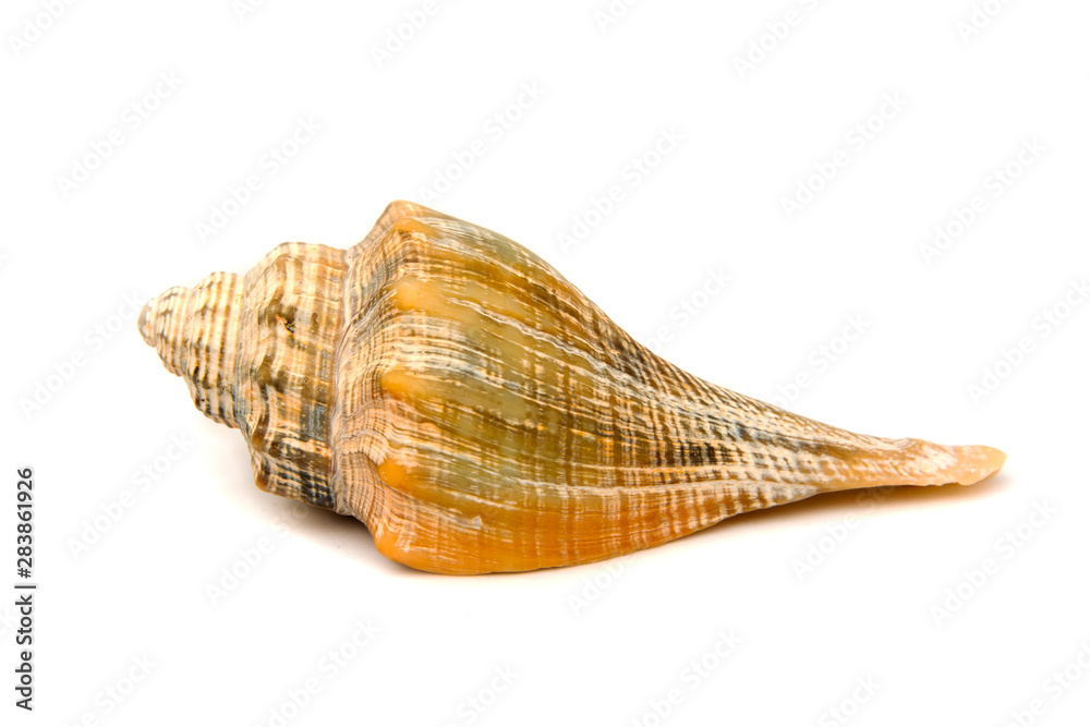 Sea shell upside down isolated on white background Sea shell upside down isolated on white background