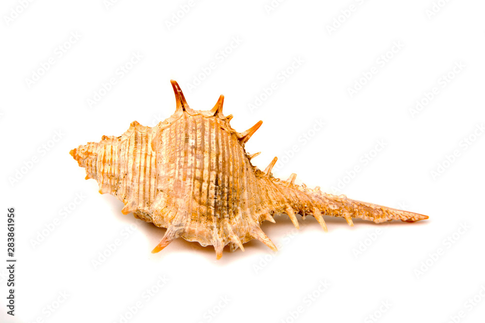 Sea shellfish upside down isolated on white background Sea shellfish upside down isolated on white background