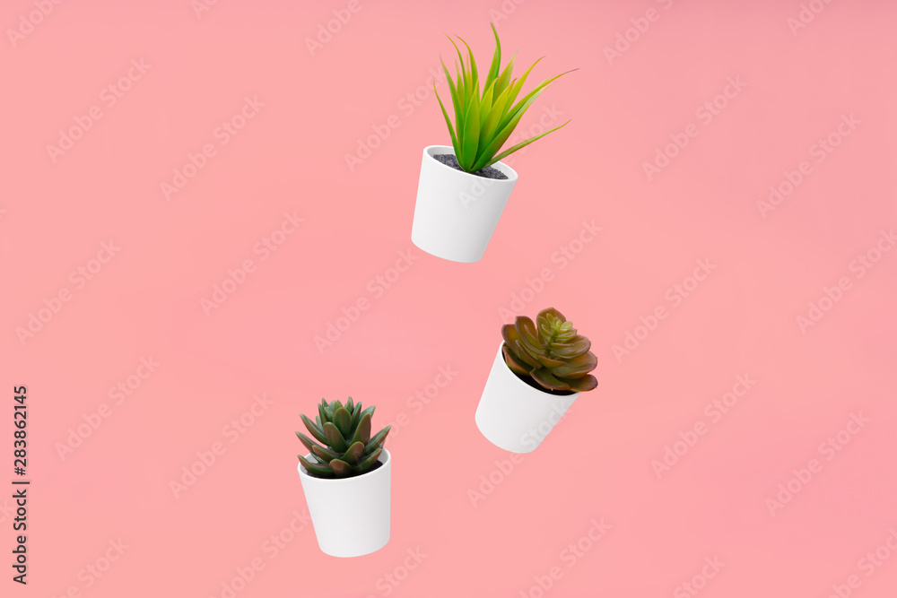 House plants, succulents suspended in the air on color background