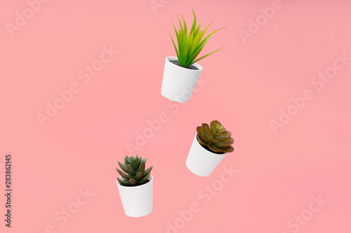 House plants, succulents suspended in the air on color background © fotofabrika