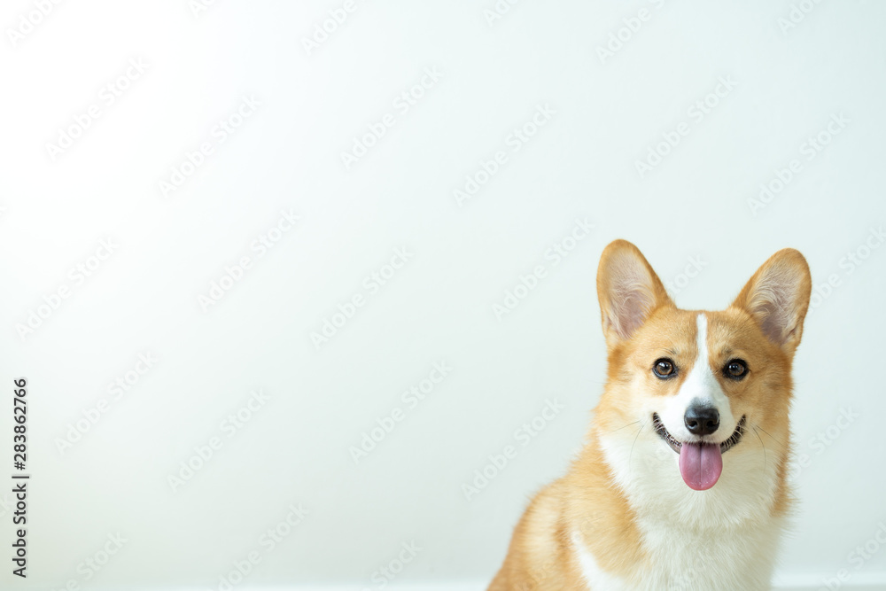 Dog corgi sits happily smiling while waiting for orders from the trainer in a room with a white background. Dog corgi sits happily smiling while waiting for orders from the trainer in a room with a white background.