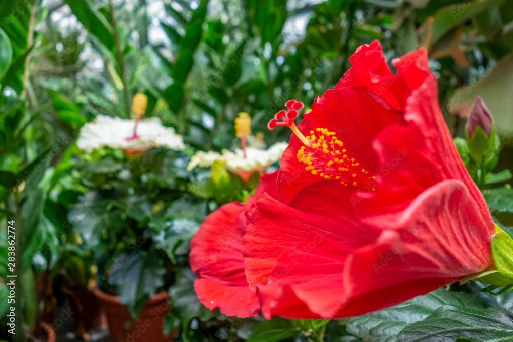 Obraz premium red flower