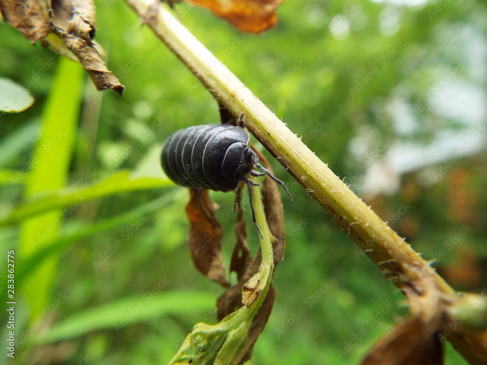 ダンゴムシ dumpling insect ダンゴムシ dumpling insect