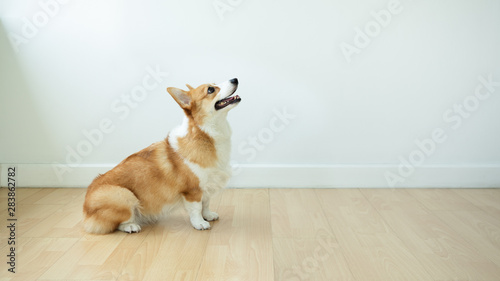 Dog corgi sits happily smiling while waiting for orders from the trainer in a room with a white background.
