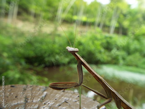 カマキリ mantis