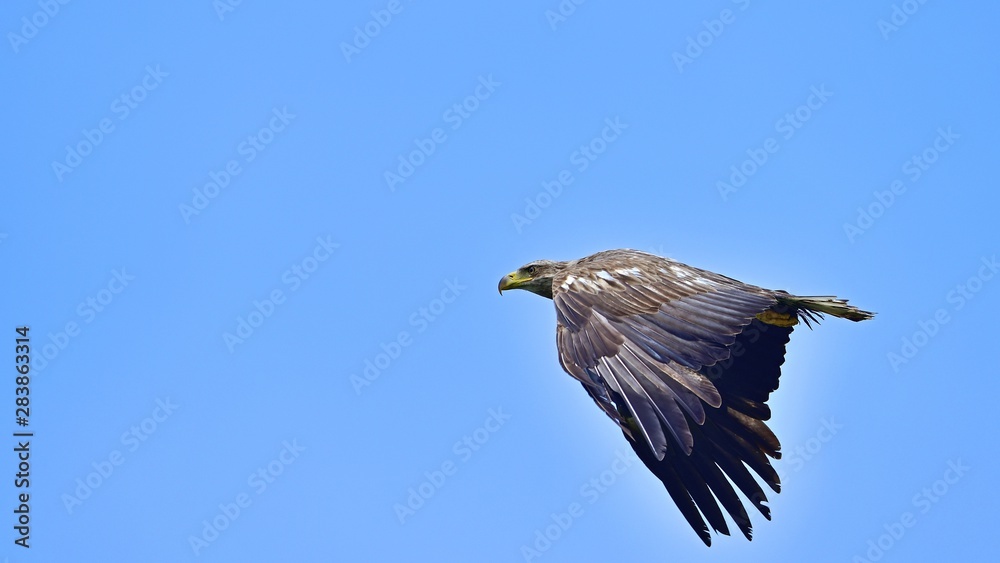 Obraz premium 青空バックに元気に飛び回るオジロワシの幼鳥