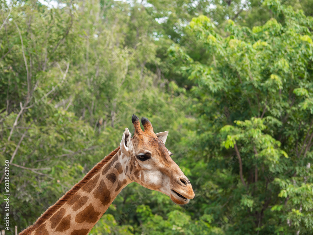 Fototapeta premium The giraffe is the highest animal