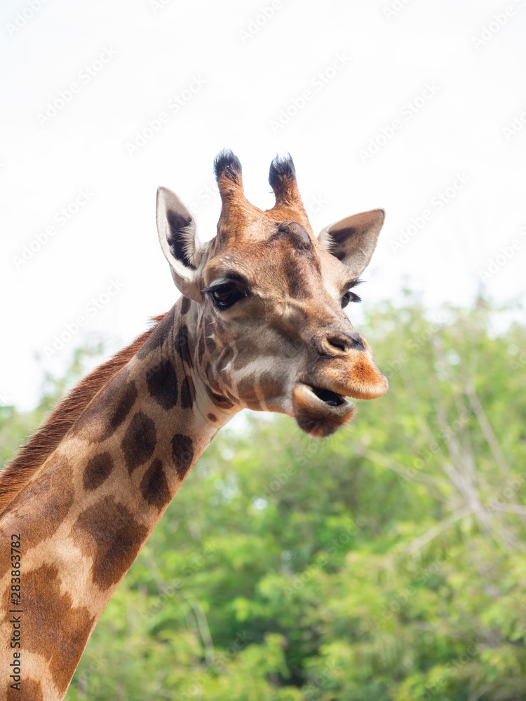 The giraffe is the highest animal