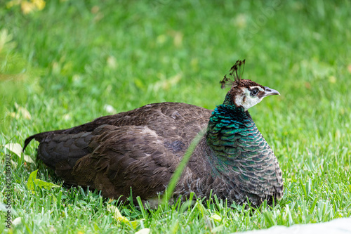 Female peacock on grass