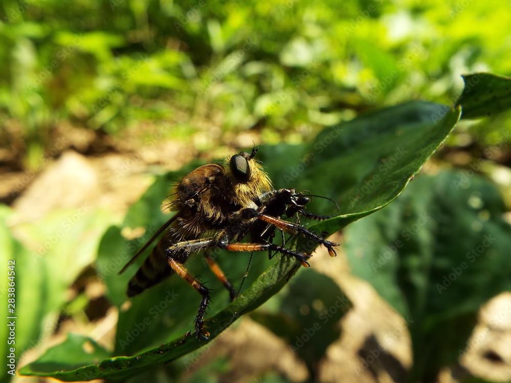 シオヤアブ horsefly