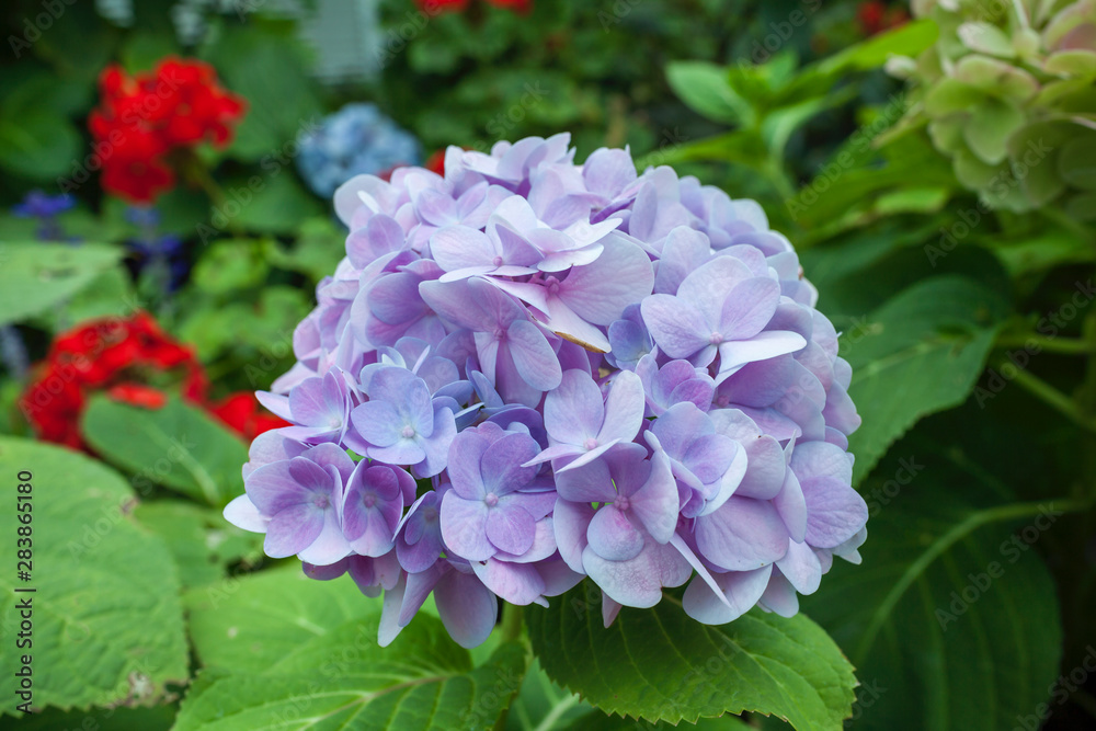 Beautiful purple Hydrangea flower over blurred garden background, nature concept, spring and summer background Beautiful purple Hydrangea flower over blurred garden background, nature concept, spring and summer background