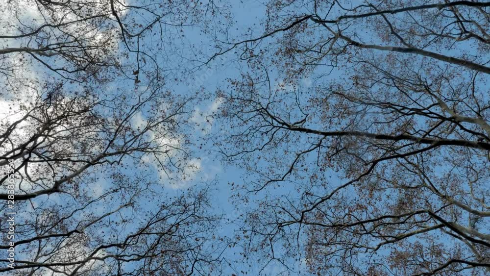 walking along with trees without leaves in the urban park in city during Day Light With Blue Sky walking along with trees without leaves in the urban park in city during Day Light With Blue Sky