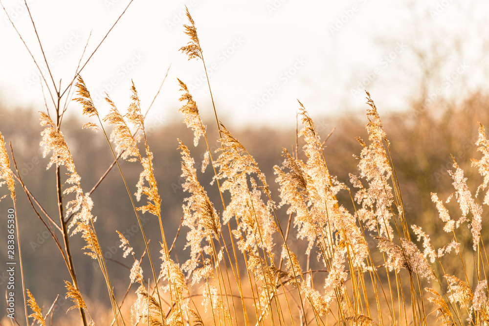 Fototapeta premium Reed