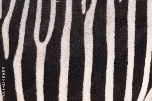 Zebra Stripes