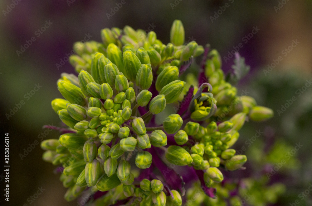 cabbage bud in the garden cabbage bud in the garden