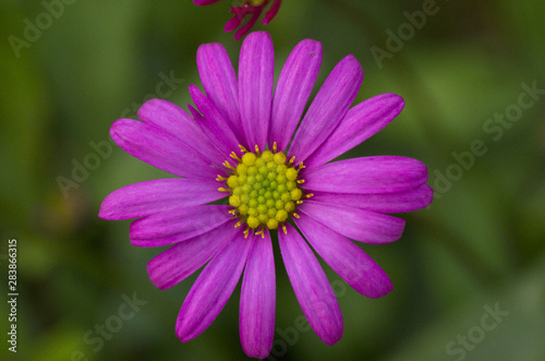 closeup of purple daisy blossom