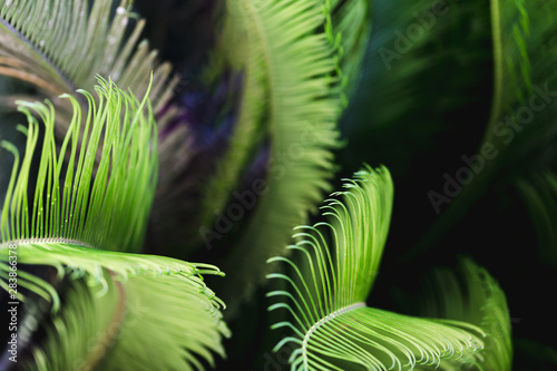 Macro of green tropical leaves