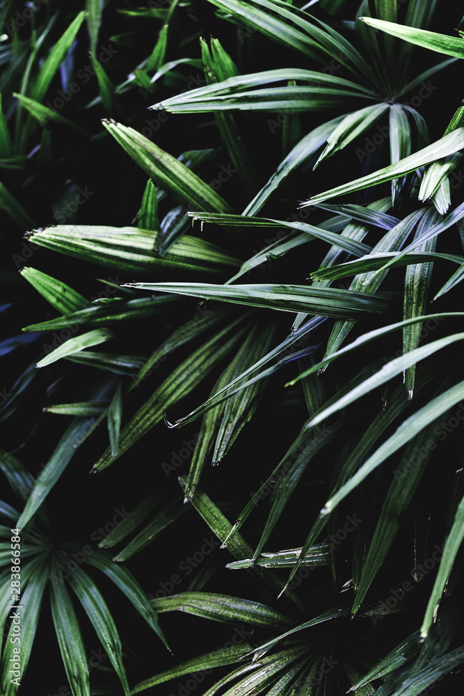 Fototapeta premium Group of tropical green leaves