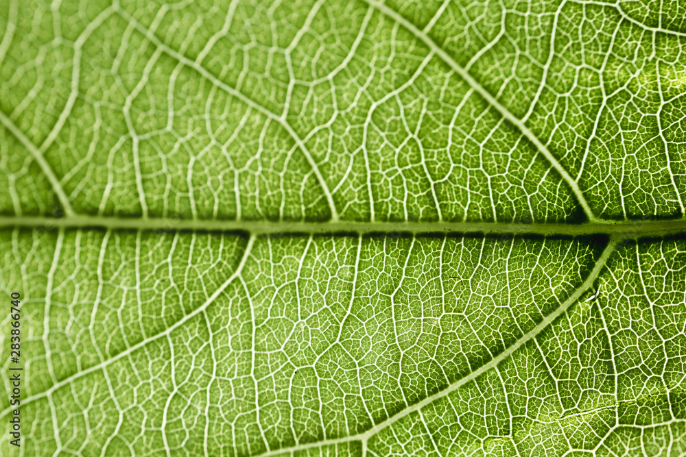 Detail of a green leaf