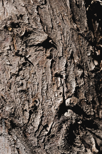 Detail of a brown trunk