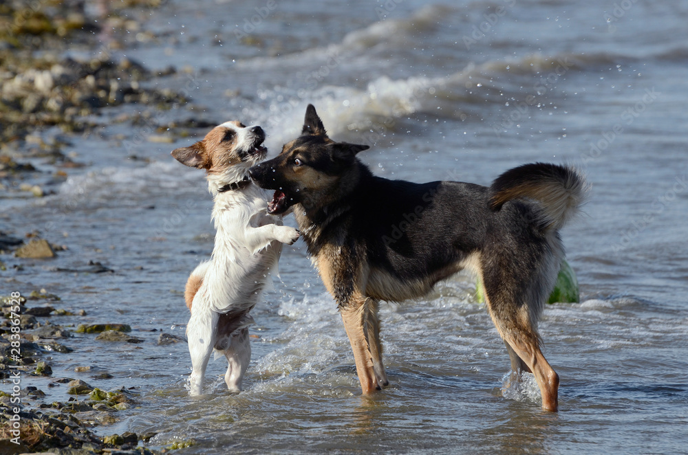 Two playing dogs on the lake. Two playing dogs on the lake.