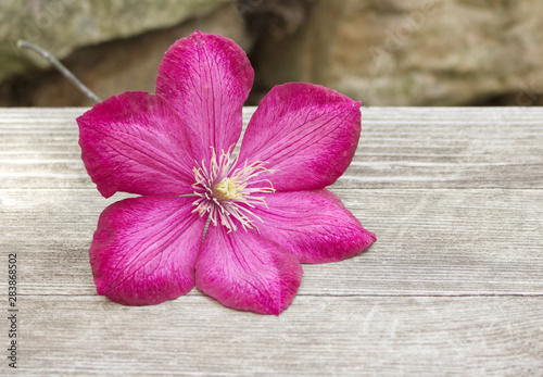 Clematis flower on wooden background. Nature concept.