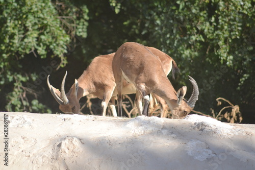 red deer in the forest