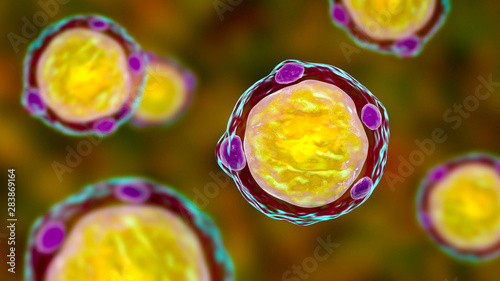 Blastocystis hominis parasite, 3D illustration. The causative agent of diarrheal infections in humans photo