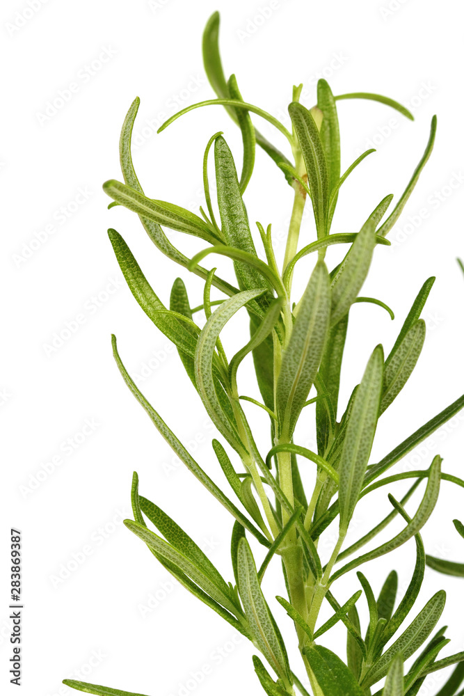 Obraz premium Rosemary