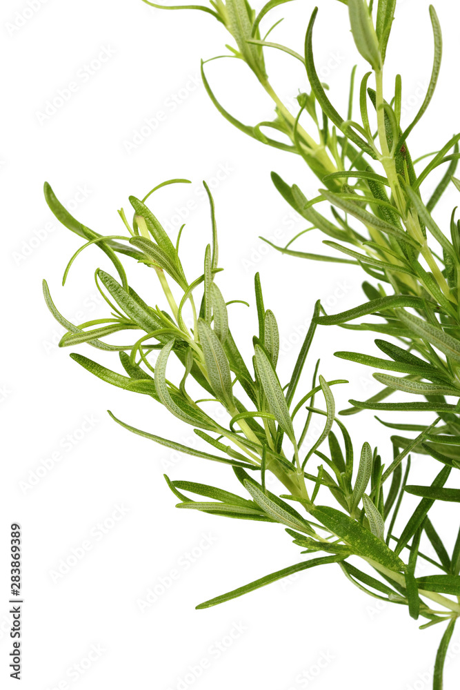 Fototapeta premium Rosemary
