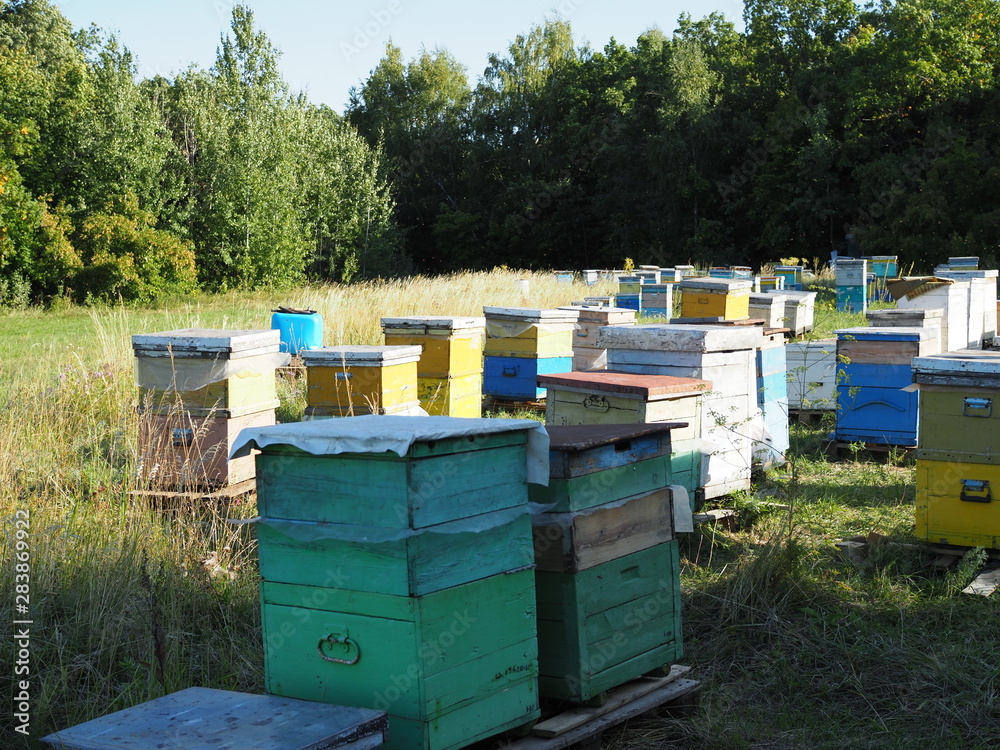 Hives in an apiary with bees flying to the landing boards. Apiculture Hives in an apiary with bees flying to the landing boards. Apiculture