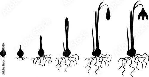 Silhouette of life cycle of Galanthus nivalis or Common snowdrop. Stages of growth from sprout to flowering plant