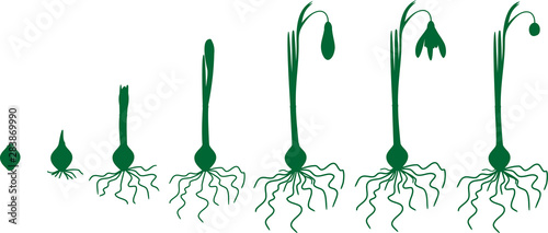 Silhouette of life cycle of Galanthus nivalis or Common snowdrop. Stages of growth from sprout to flowering and fruiting plant