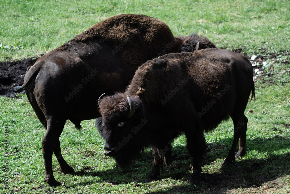 Bison Bison
