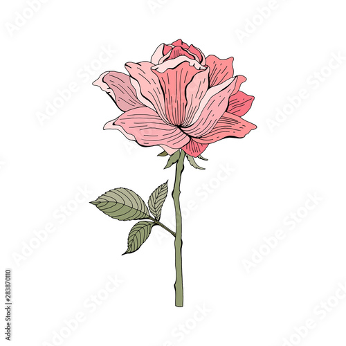 Pink  red rose on white background. Botanical illustration. Vector isolated object. Vintage style.