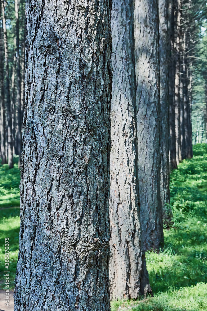 Fototapeta premium Sunlight breaks through the trees, Redwoods National State Parks, California
